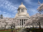 Cherry trees bloom in front of the classical architecture of the Washington state Capitol building.