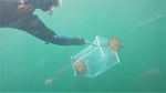 A diver from the Oregon Coast Aquarium scoops up Pacific sea nettles, a type of sea jelly, in a specialized net.