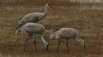 Sandhill Cranes arrive at the Malheur National Wildlife Refuge every winter.