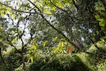 A tourist walks up a trail through the trees in Pua'a Ka'a State Wayside Park.