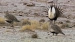 Two female sage grouse appear to ignore a male strutting at the lek as he tries to attract a mate.