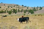 Cattle grazing on pasture at Table Mountain Cattle Company near Mitchell, Ore., Aug. 8, 2025.