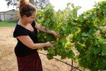 Jocelyn Bentley-Prestwich, the marketing manager at Cathedral Ridge Winery, tests the ripeness of the vineyard's Riesling grapes.