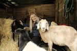 Gayle Rich-Boxman looks after the goats at On Golden Rescue, Nov. 12, 2024