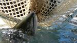 A court Monday upheld the federal government's restriction on three pesticides to protect salmon like this Tule chinook.
