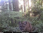 Image of a cougar thought to have killed a hiker in the Mount Hood National Forest, taken Sept. 14, 2018.