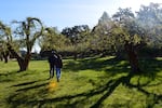 Peter LoVerso, left, and CJ Johnson walk through Johnson’s home apple orchard in Terrebonne, Ore., on Friday, April 17, 2026.