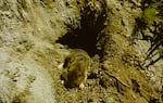 A pocket gopher is seen in its home on a meadow in the Butte Camp area on the southern side of Mount St. Helens, and appears to be climbing out of a hole in a patch of dirt.