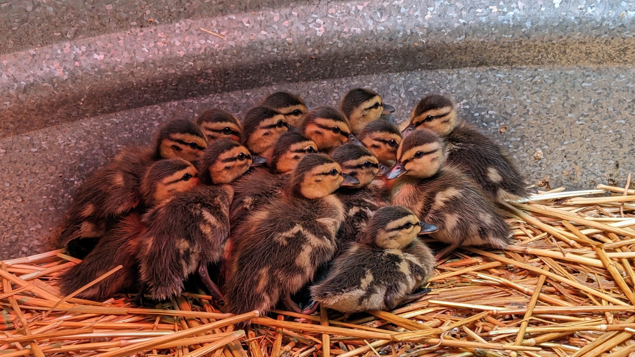 Undated photo of a group of ducklings huddling under a heat lamp at Washington State University’s Veterinary Teaching Hospital.