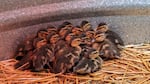 Esperando que las madres “rescaten” a los niños, los veterinarios del estado de Washington advierten sobre el boom de la vida silvestre de primavera