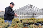 Gary Chastagner, a Washington State University professor called "Dr. Christmas Tree," shows Trojan and other fir seedlings at the school's Puyallup Research and Extension Center on Nov. 30, 2023, in Puyallup, Wash.