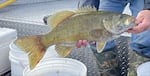 Smallmouth bass are good indicators of methylmercury exposure to humans and wildlife because they are a common, popular sport fish and eat a variety of food during their lifetime.