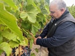 Charlie Hoppes, owner of Fidelitas Winery in Richland, checks out his vines.