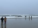 A humpback whale is reported being beached near San Marine, Ore., on Nov. 15, 2025.