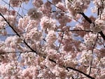 Trees in full bloom in Southwest Portland, April 13, 2023.