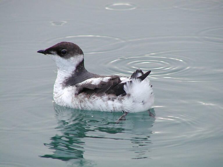 The marbled murrelet is at the center of a controversy over the sale of state forestland on the south Oregon coast.