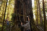 Reeder, left, and Madeline Cowen, an organizer with the environmental group Cascadia Wildlands, measure an old-growth tree in the Yellow Creek area. 