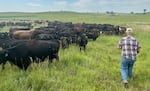 Dozens of cows and a rancher