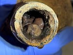 A view of preserved cherries inside one of the bottles found at Mount Vernon.