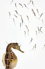 Pot-Bellied Seahorse Hippocampus abdominalis Specimen No. 72; male; hatchlings are 0.75 inch overall length; Seahorse World, Beauty Point, Tasmania, Australia