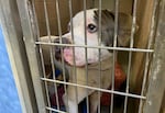 A pitbull in a kennel looks up at a visitor.