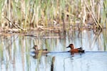 A pair of cinnamon teal swim on the surface of a pond at Santiam Valley Ranch in Turner, Ore., Thursday, April 15, 2021. The aqua farm looks, feels and functions as wetland habitat for migratory birds.