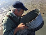 Brett Dumbauld checks a sieve for mud shrimp babies.