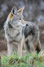 Portlanders have reported almost 2,000 coyote sightings in 2016.