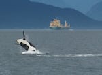 An orca bursts above the surface of Puget Sound with a boat in the background