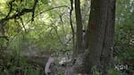 At Jackson Bottom Wetlands in Hillsboro, Laura Trunk has marked ash trees for removal with red dots as part of her plan to prepare for the invasive emerald ash borer beetle. The ash tree shown here in a video still captured in September 2024 will be felled and left on the ground for wildlife habitat.