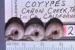 A rare species of snail found along the Trinity and Klamath rivers in Northern California.