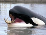 FILE - In this June 9, 1998 file photo, Keiko, who starred in the Free Willy films, carries a live crab in his mouth at Oregon Coast Aquarium in Newport, Ore.