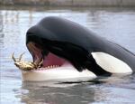 FILE - In this June 9, 1998 file photo, Keiko, who starred in the Free Willy films, carries a live crab in his mouth at Oregon Coast Aquarium in Newport, Ore.