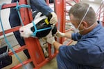 FILE - In this photo provided by the U.S. Department of Agriculture, an animal caretaker collects a blood sample from a dairy calf vaccinated against bird flu in a containment building at the National Animal Disease Center research facility in Ames, Iowa, on Wednesday, July 31, 2024.