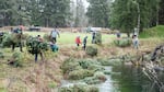 Members of the Tualatin Valley chapter of Trout Unlimited toss used Christmas trees into a side channel of the Necanicum River on the Oregon Coast.