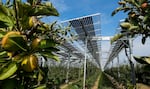 Special mounted solar panels are installed over a biological apple fruit tree plantation at an Agrivoltaics research project in Gelsdorf, western Germany, Tuesday, Aug. 30, 2022.