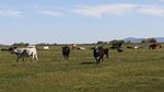 Cattle in the Wood River Valley in Southern Oregon. The FDA will no longer allow antibotics to be used to aid in animal growth.