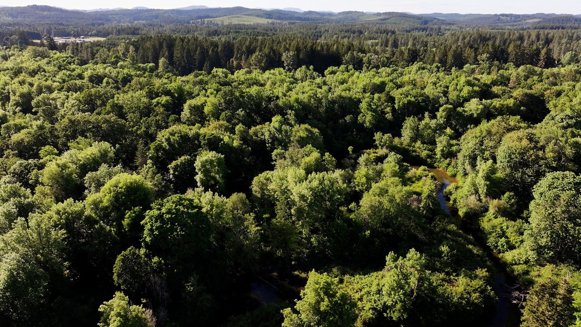 The Oregon Country Fair manages its 500-acre site with a hands-off approach in order to preserve the landscape, pictured here in an aerial image captured in June 2024. “As people return after decades to the fair, things here relatively stay the same,” said event manager Mark Malaska.