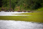 The Willamette Park Waterfront is reported to have traces of harmful cyanobacteria in Portland on Aug 15, 2025. 