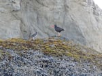 An adult black oystercatcher stands with a chick high up on a rock near at the shore in Bandon, Ore., on the southern Oregon Coast.