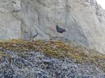 An adult black oystercatcher stands with a chick high up on a rock near at the shore in Bandon, Ore., on the southern Oregon Coast.