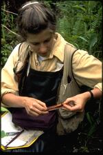 A field worker measures an amphibian.