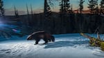 A male wolverine is shown in this photograph taken using a camera trap during winter 2021 in the Helena-Lewis and Clark National Forest in Montana. On November 29, 2023, the U.S. Fish and Wildlife Service announced that the wolverine warranted protection as a threatened species under the Endangered Species Act.