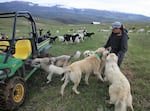 Shirley Shold greets her livestock protection dogs out on her ranch just east of Baker City.