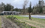 Christina del Campo surveys a field at the Oak Song Farm near Eugene.