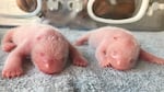 This photo taken at the Qinling Giant Panda Research Center, shows newly born twin panda cubs, male at left and female at right, in Xi'an, in northwestern China's Shaanxi Province.