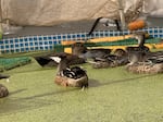 Ducks recovering from botulism have access to "micro-habitats" that mimic natural wetlands.