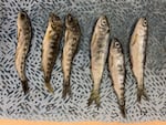Juvenile Chinook salmon in the Upper Klamath River are dying from a parasite that had previously only been recorded in Chinook in the Lower Klamath. Oregon State University scientists are dissecting the fish to understand the spread of the parasite and its impacts.