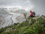 Raluca collects butterflies for the Worldwide Painted Lady Migration Project. As drought scorches Europe, Painted Lady butterflies find blooming flowers in the moist air near melting glaciers in Switzerland.