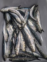 Sardines collected during 2023 NOAA Fisheries California Current Ecosystem Survey and later confirmed to include both Pacific sardines and Japanese sardines. The two species look alike and can be distinguished only through genetic analysis.